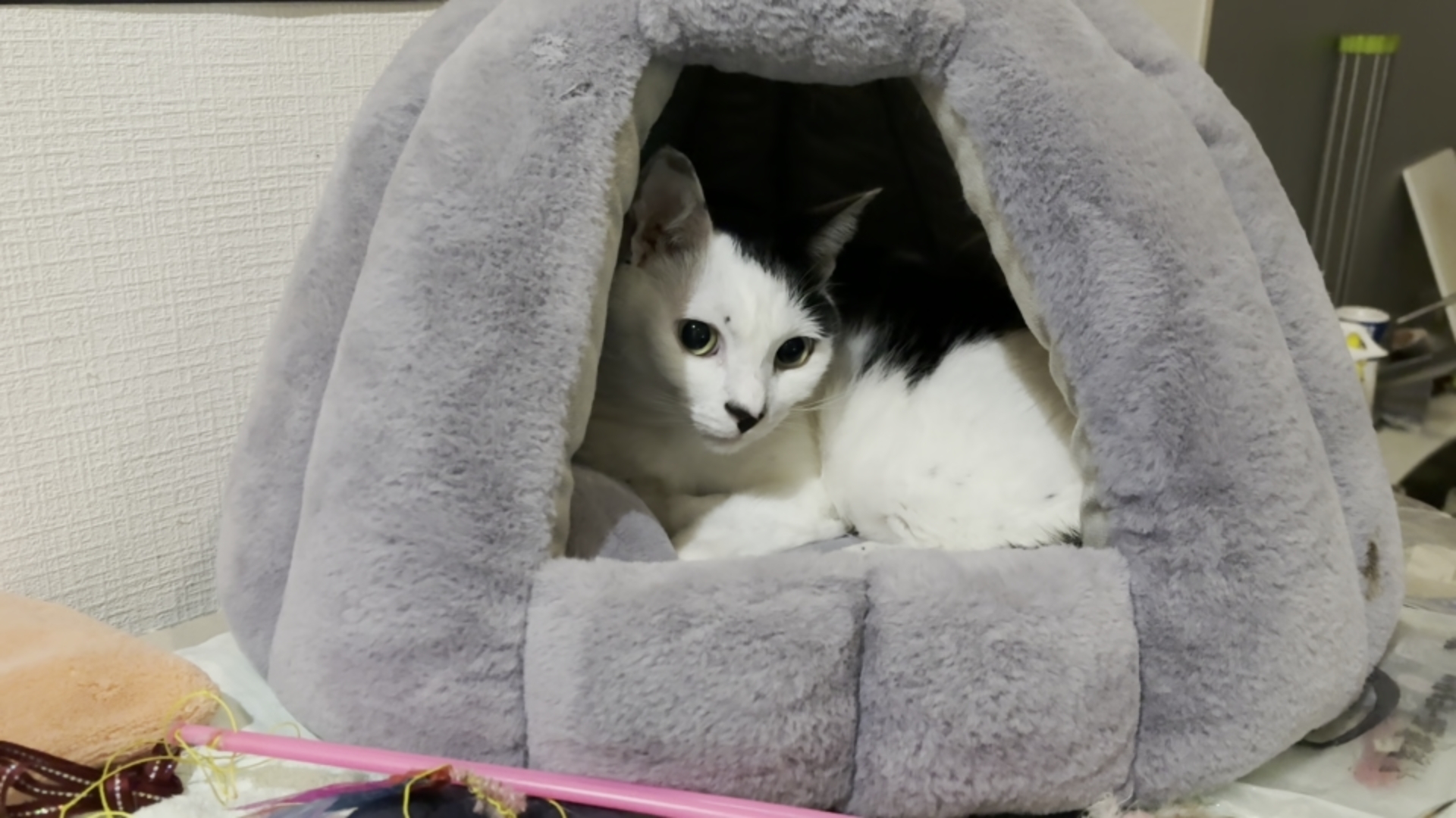 今日のスケキヨ